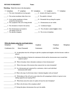 Mitosis Worksheet